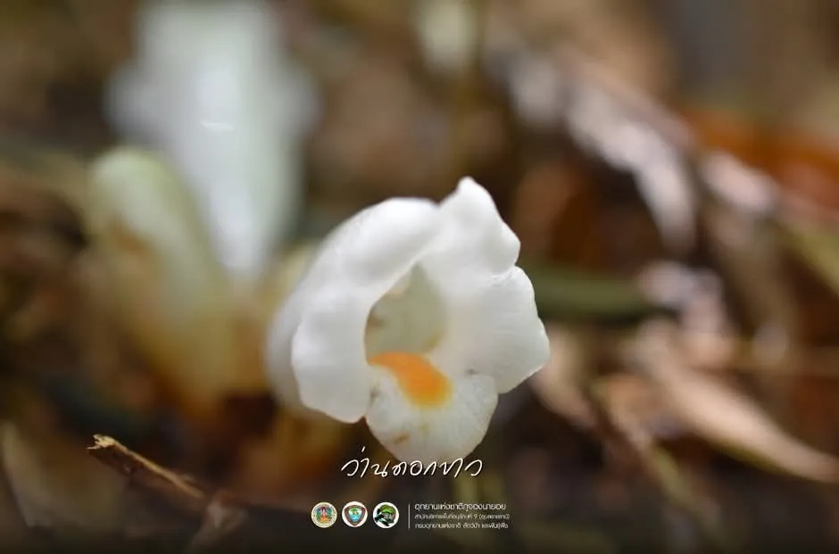 ว่านดอกขาว-พืชในวงศ์ดอกดิน-ใช้วิธีเจริญเติบโตโดยอาศัยรากขอ