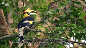 สารคดี-ตอนที่-3-นกเงือกปลูกป่าจริงหรือ-เรื่องราวของคนในเงาไพ