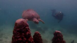 วันที่-10-ตุลาคม-2568-ศูนย์วิจัยทรัพยากรทางทะเลและชายฝั่งอ