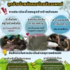 เปิดขั้นตอนการประเมินลูกช้างป่าพลัดหลงที่ถูกโขลงสลัดทิ้งโดยส