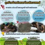 เปิดขั้นตอนการประเมินลูกช้างป่าพลัดหลงที่ถูกโขลงสลัดทิ้งโดยส