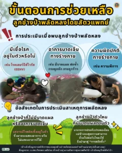เปิดขั้นตอนการประเมินลูกช้างป่าพลัดหลงที่ถูกโขลงสลัดทิ้งโดยส