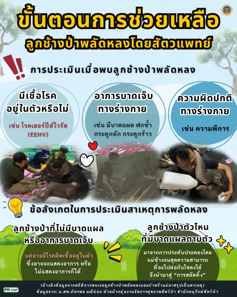 เปิดขั้นตอนการประเมินลูกช้างป่าพลัดหลงที่ถูกโขลงสลัดทิ้งโดยส