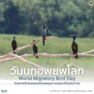เสาร์ที่-2-ของเดือนพฤษภาคมและเดือนตุลาคม-วันนกอพยพโลก-เพรา