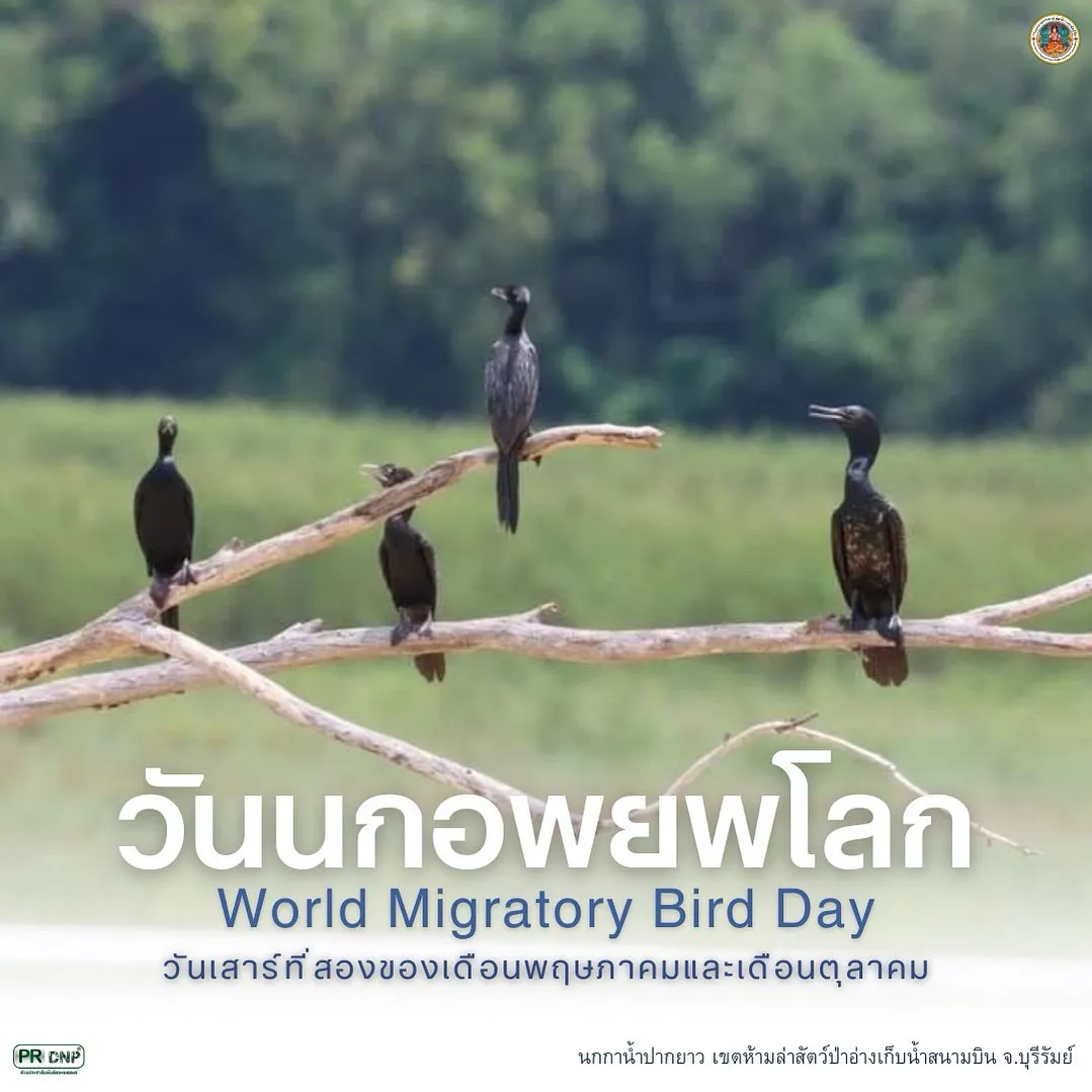 เสาร์ที่-2-ของเดือนพฤษภาคมและเดือนตุลาคม-วันนกอพยพโลก-เพรา
