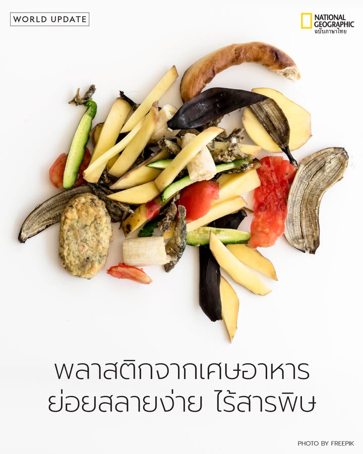 เศษอาหารในแต่ละมื้ออาจกลายเป็นคำตอบใหม่แทนพลาสติก-เมื่อทีมนั