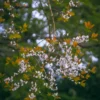 ติ้วขน-ไม้ผลัดใบขนาดเล็ก-เปลือกต้นสีเทา-เปลือกชั้นในมียางสีน