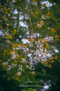 ติ้วขน-ไม้ผลัดใบขนาดเล็ก-เปลือกต้นสีเทา-เปลือกชั้นในมียางสีน