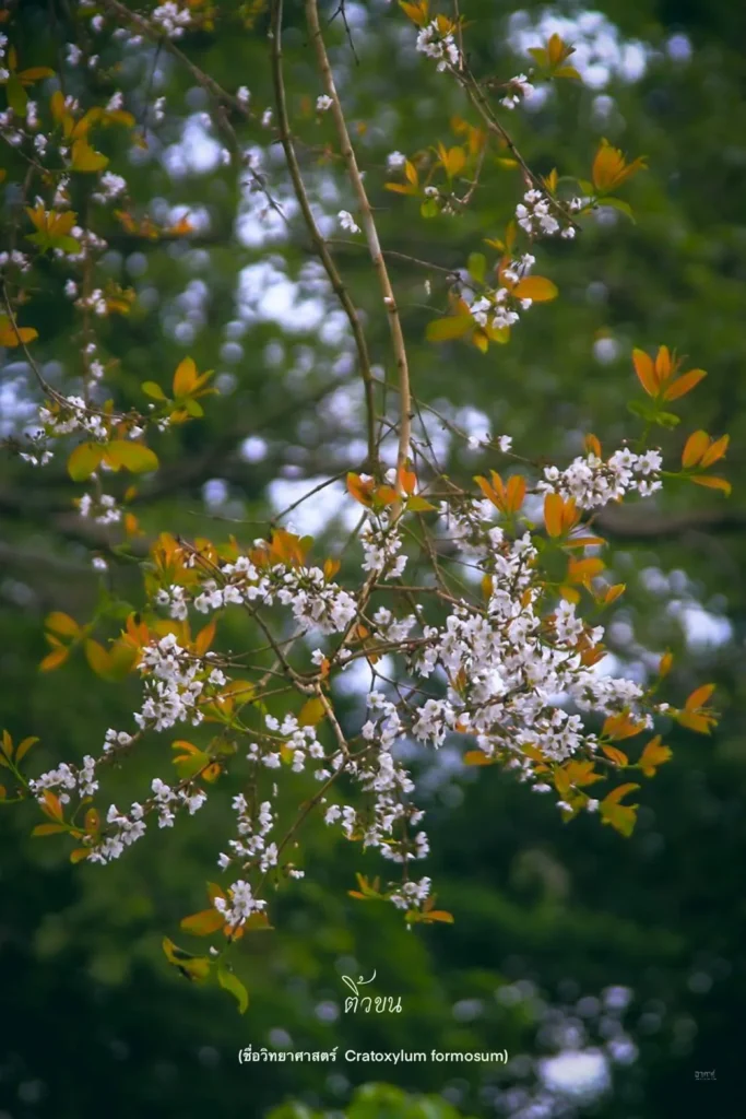 ติ้วขน-ไม้ผลัดใบขนาดเล็ก-เปลือกต้นสีเทา-เปลือกชั้นในมียางสีน