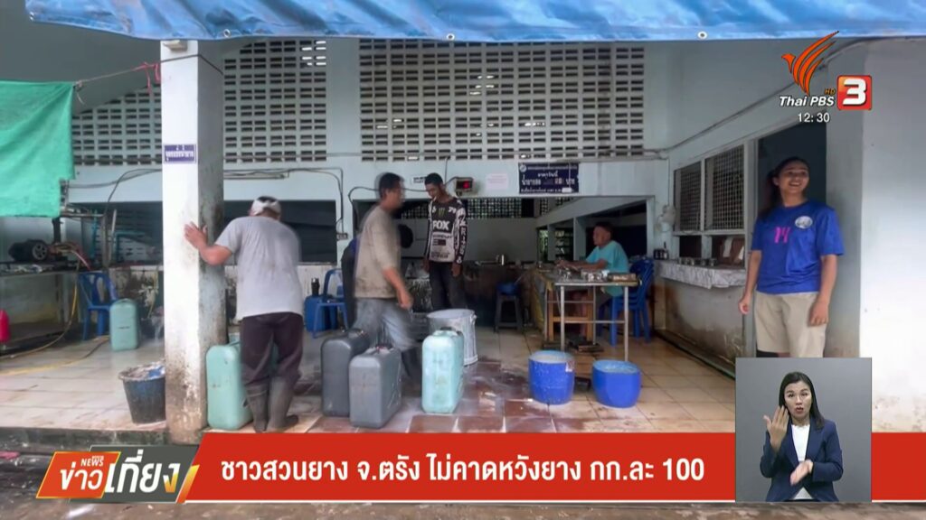ชาวสวนยาง-จตรัง-ไม่คาดหวังยาง-กก.ละ-100-บาท-ข่าวใต้แลได้ที