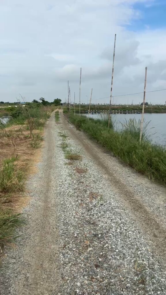 ️️กำหนดเปิดกะพงชั่งออก️️-เริ่มเปิด26-กย.68จ้าเปิดทุกวั-|-2025-10-14-02:15:00
