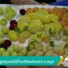 สอนทำลูกชุบผลไม้จิ๋วเตรียมส่งออก-จ.สตูล-ข่าวใต้แลได้ที่เรา