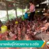 เพาะขยายพันธุ์ไก่สวยงาม-จ.ตรัง-ข่าวใต้แลได้ที่เรา-