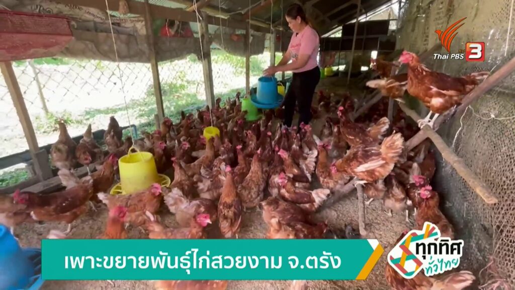 เพาะขยายพันธุ์ไก่สวยงาม-จ.ตรัง-ข่าวใต้แลได้ที่เรา-