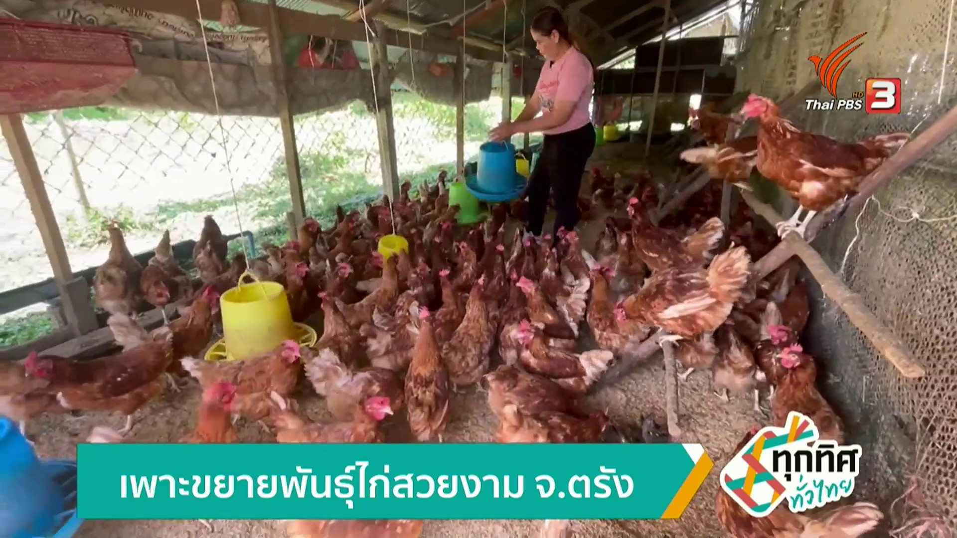 เพาะขยายพันธุ์ไก่สวยงาม-จ.ตรัง-ข่าวใต้แลได้ที่เรา-