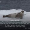 ขณะนี้อุณหภูมิในอาร์กติกพุ่งสูงเร็วกว่าส่วนอื่นของโลกถึงสี่เ