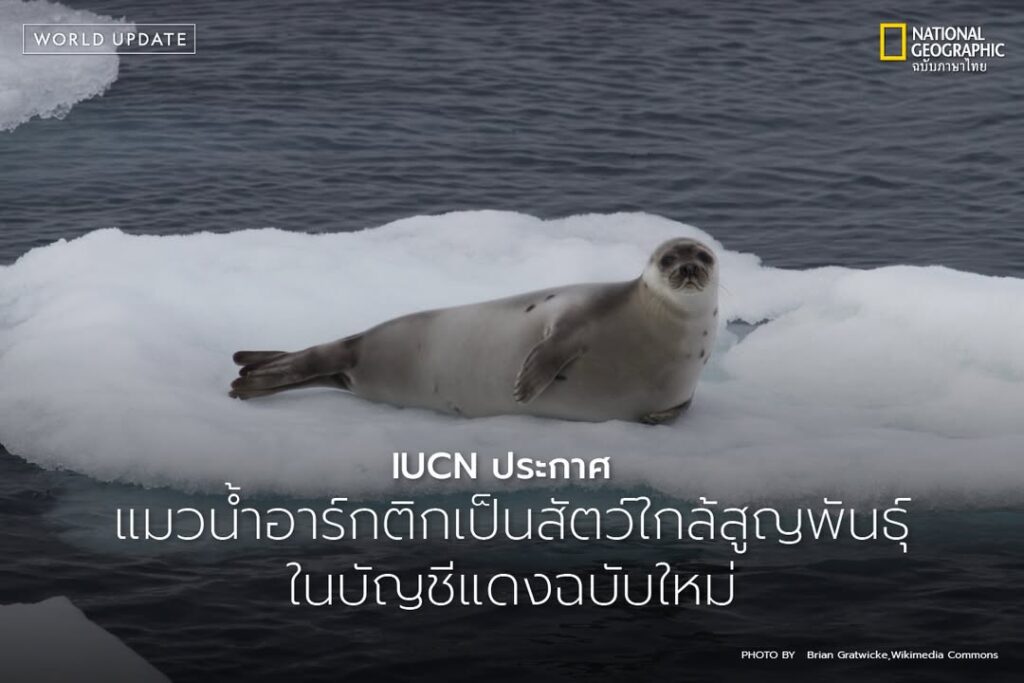ขณะนี้อุณหภูมิในอาร์กติกพุ่งสูงเร็วกว่าส่วนอื่นของโลกถึงสี่เ
