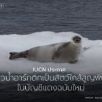 ขณะนี้อุณหภูมิในอาร์กติกพุ่งสูงเร็วกว่าส่วนอื่นของโลกถึงสี่เ