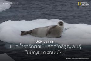 ขณะนี้อุณหภูมิในอาร์กติกพุ่งสูงเร็วกว่าส่วนอื่นของโลกถึงสี่เ