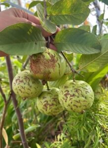 ชาติหน้า-ขอให้หนูเกิดไปเป็นทุเรียนเด้อลูก-คอยบ่มีคนหยิกหนู️