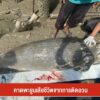 คาดพะยูนเสียชีวิต-จากการติดอวน-ข่าวใต้แลได้ที่เรา-