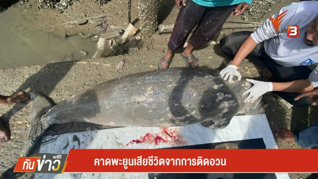 คาดพะยูนเสียชีวิต-จากการติดอวน-ข่าวใต้แลได้ที่เรา-