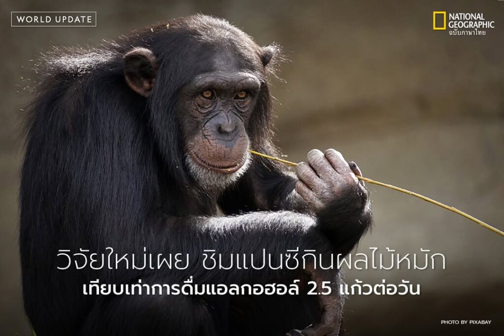 ชิมแปนซี-สัตว์ที่ใกล้เคียงกับมนุษย์มากที่สุดในโลก-ก็มีพฤติกร