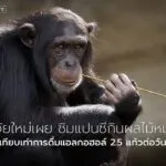 ชิมแปนซี-สัตว์ที่ใกล้เคียงกับมนุษย์มากที่สุดในโลก-ก็มีพฤติกร