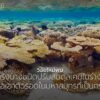 มหาสมุทรที่เต็มไปด้วยคาร์บอนไดออกไซด์ในปัจจุบันทำให้น้ำทะเลม