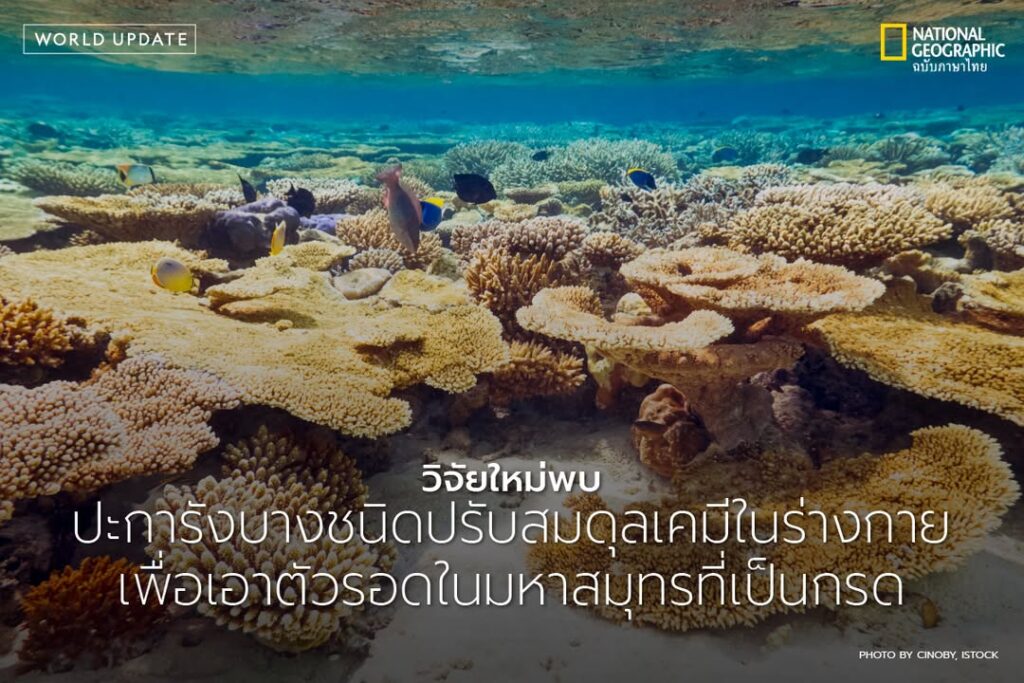 มหาสมุทรที่เต็มไปด้วยคาร์บอนไดออกไซด์ในปัจจุบันทำให้น้ำทะเลม