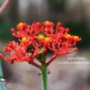 “หนุมานนั่งแท่น”-สีแดงสะดุดตา-ในสวนรุกขชาติเมืองราด-จ.เพชรบู