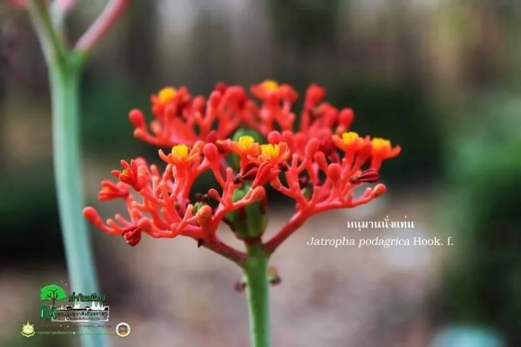 “หนุมานนั่งแท่น”-สีแดงสะดุดตา-ในสวนรุกขชาติเมืองราด-จ.เพชรบู