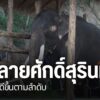 เป็นเวลากว่า-2-ปีแล้วหลังช้างพลายศักดิ์สุรินทร์-ถูกส่งกลับจา