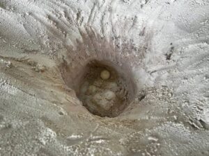 อุทยานแห่งชาติ-สิมิลัน-เผยข่าวดี-พบเต่าตนุ-ขึ้นวางไข่ที่เกาะเมียง-7