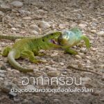 เมื่อโลกร้อนขึ้น-สัตว์ต่าง-ๆ-ก็-หัวร้อน-ตาม-หลายงานวิจัยพบ