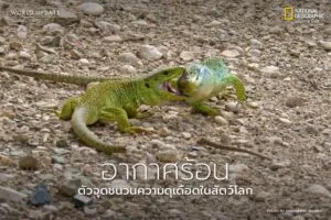 เมื่อโลกร้อนขึ้น-สัตว์ต่าง-ๆ-ก็-หัวร้อน-ตาม-หลายงานวิจัยพบ