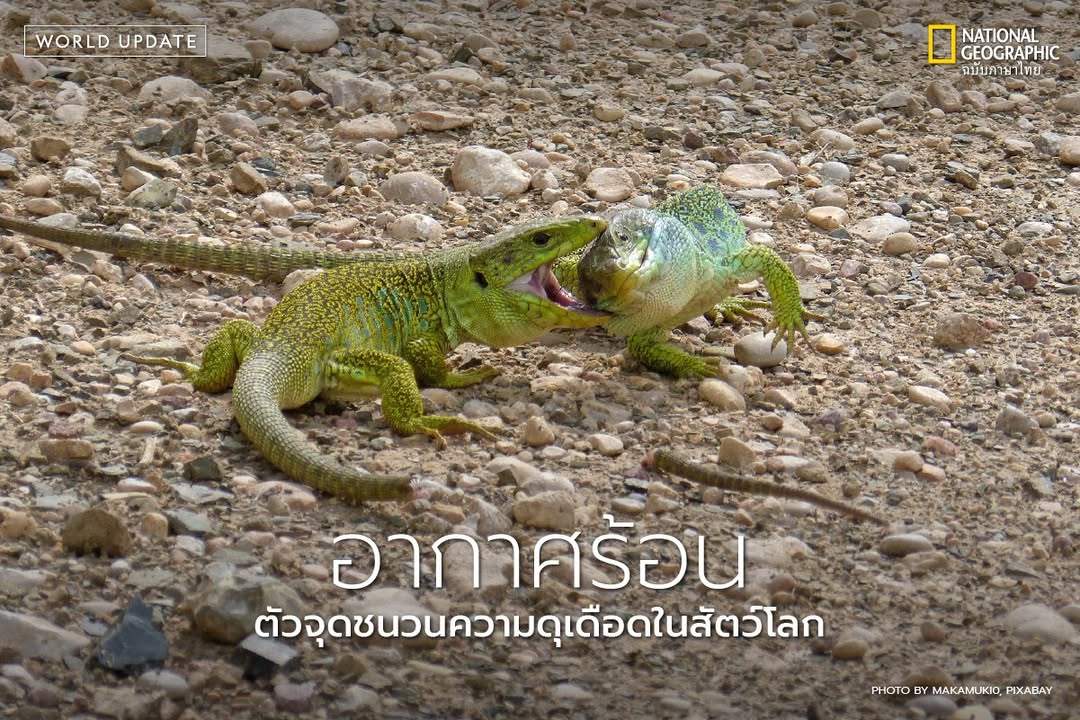 เมื่อโลกร้อนขึ้น-สัตว์ต่าง-ๆ-ก็-หัวร้อน-ตาม-หลายงานวิจัยพบ