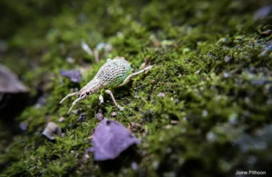 “ด้วงงวงจมูกกว้าง”-นักเจาะไม้-จากอุทยานแห่งชาติน้ำตกทรายขาว