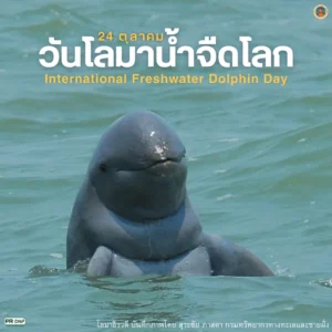 24-ตุลาคม-วันโลมาน้ำจืดโลก-(global-freshwater-dolph