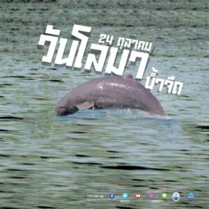 -24-ตุลาคมของทุกปี-เป็น-วันโลมาน้ำจืดแห่งชาติ-วันโลม