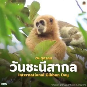 24-ตุลาคม-วันชะนีสากล-(global-gibbon-day)-มีวัตถุปร
