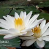 “บัวสาย”-ความงดงามที่เบ่งบานในยามราตรี-ที่มาของอุทยานแห่งชาต
