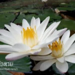 “บัวสาย”-ความงดงามที่เบ่งบานในยามราตรี-ที่มาของอุทยานแห่งชาต