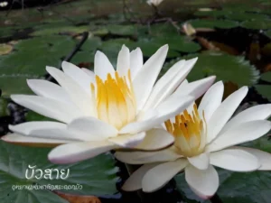 “บัวสาย”-ความงดงามที่เบ่งบานในยามราตรี-ที่มาของอุทยานแห่งชาต