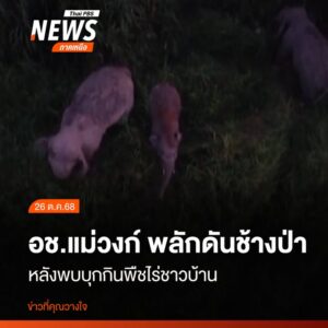 ภาพเหตุการณ์ขณะชุดขับไล่ช้างป่า-ของชาวบ้านปางสัก-หมู่ที่-12