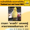 ตามหา-“พาสต้า”-นกค็อกคาเทล-เพศผู้-คุณ-jureerat-ฝากตามหา-“พาส-|-2025-10-26-14:34:00