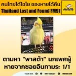 ตามหา-“พาสต้า”-นกค็อกคาเทล-เพศผู้-คุณ-jureerat-ฝากตามหา-“พาส-|-2025-10-26-14:34:00