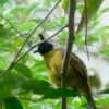นกปรอดเหลืองหัวจุก-(sunless-capped-bulbul)-เป็นนกประจำถิ่น-พบ