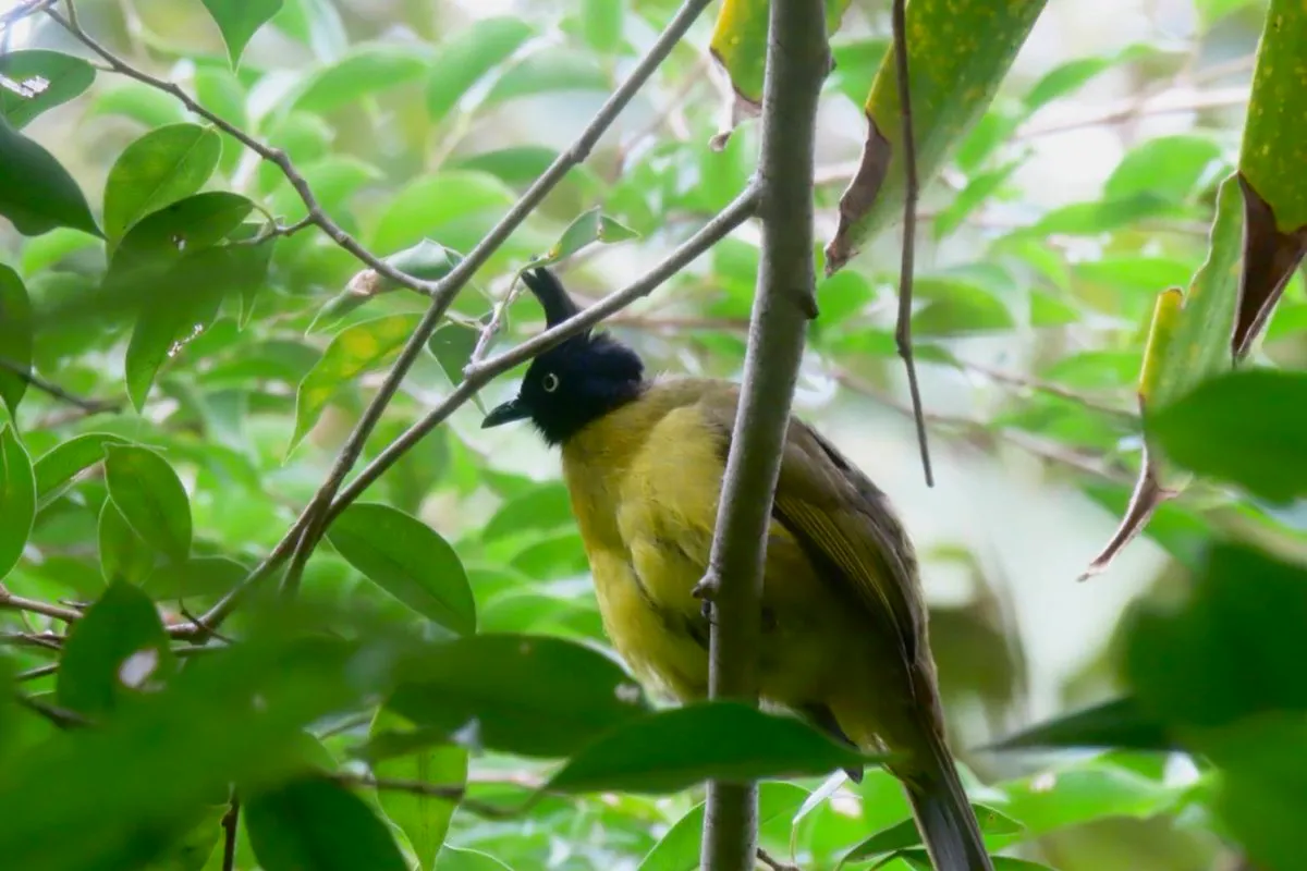 นกปรอดเหลืองหัวจุก-(sunless-capped-bulbul)-เป็นนกประจำถิ่น-พบ