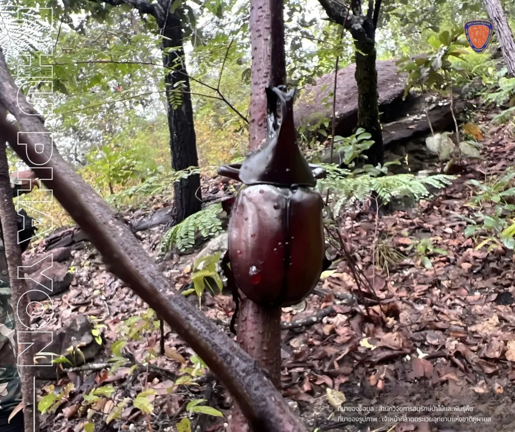 “กว่างชน”-เพศผู้ส่วนหัวมีเขายื่นยาวโค้งไปทางด้านหลัง-ส่วนปลา